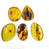 Free Shape Fossil Color Cabochon With Insects